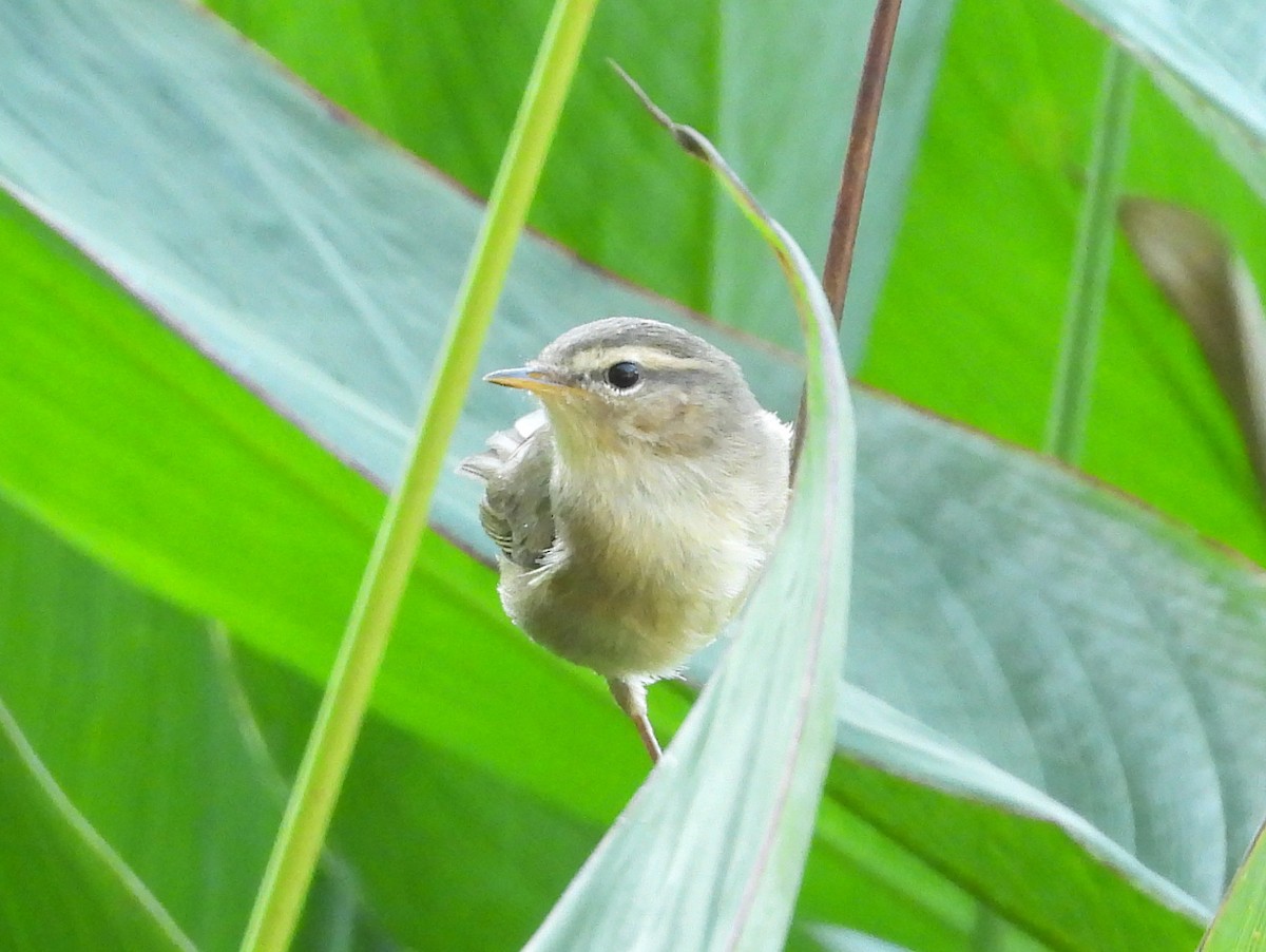 budníček temný - ML646476340