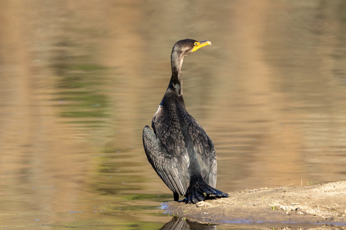 Double-crested Cormorant - ML646476341