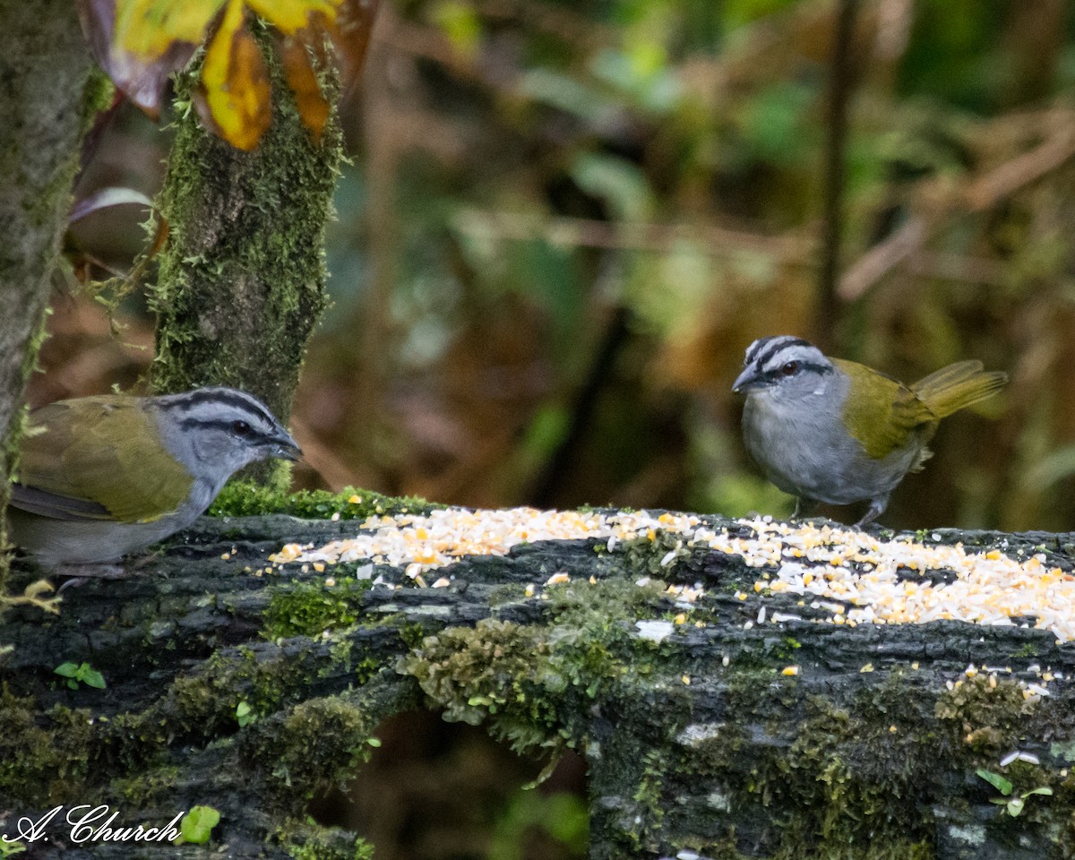 クロスジオリーブシトド - ML646476345