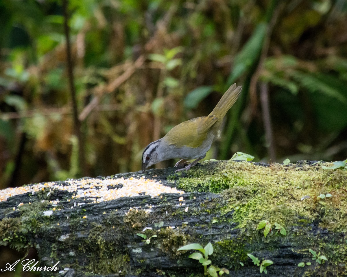 クロスジオリーブシトド - ML646476346