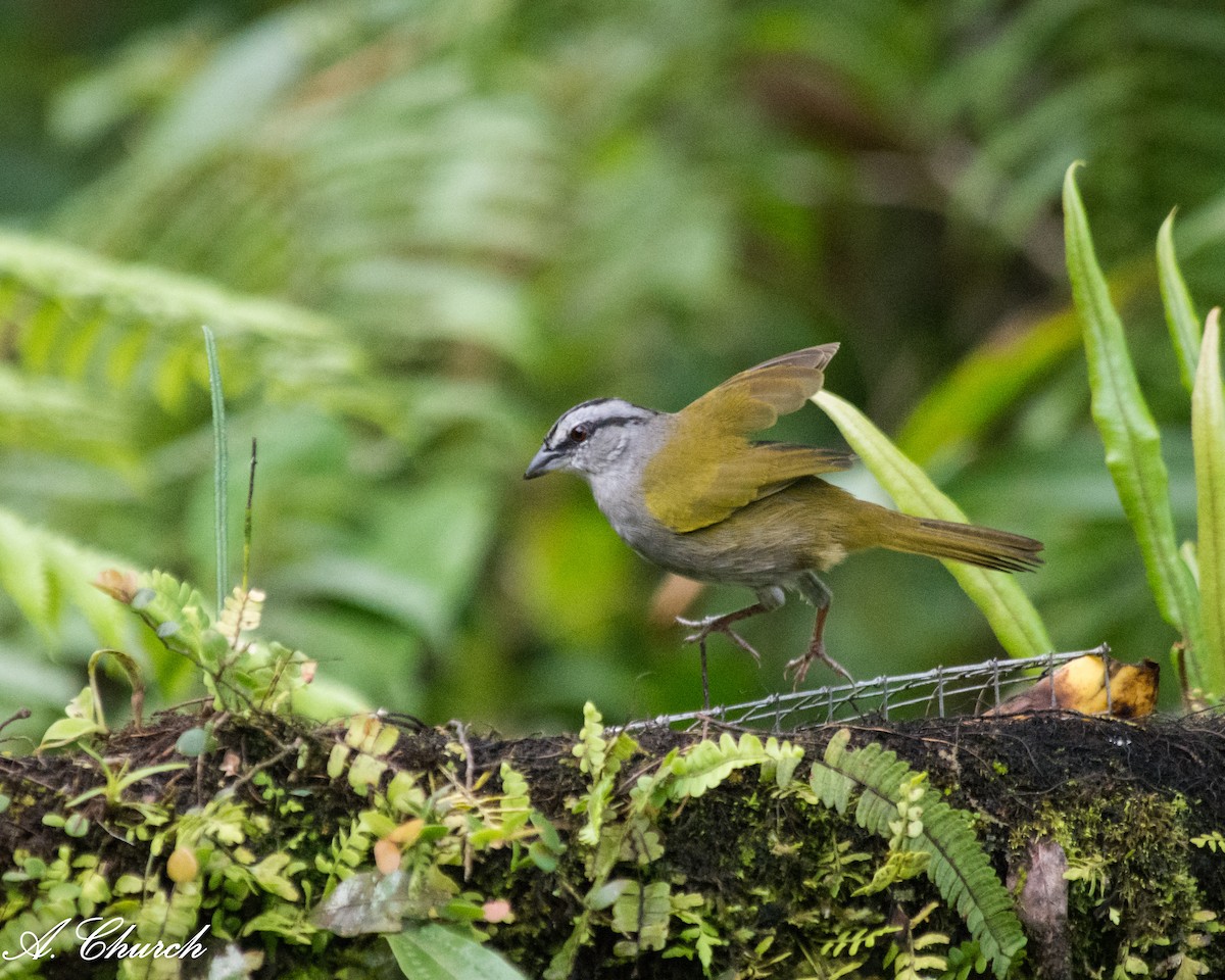 クロスジオリーブシトド - ML646476347