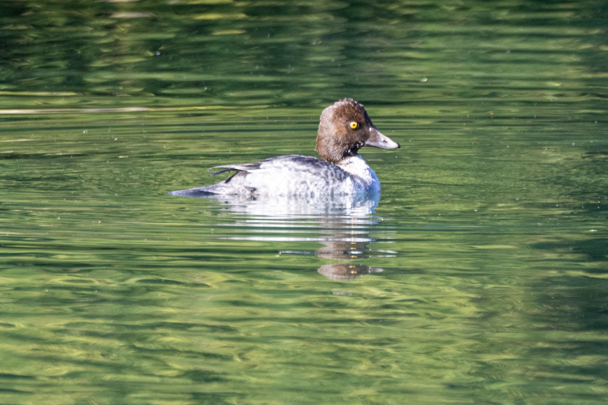 Common Goldeneye - ML646476349