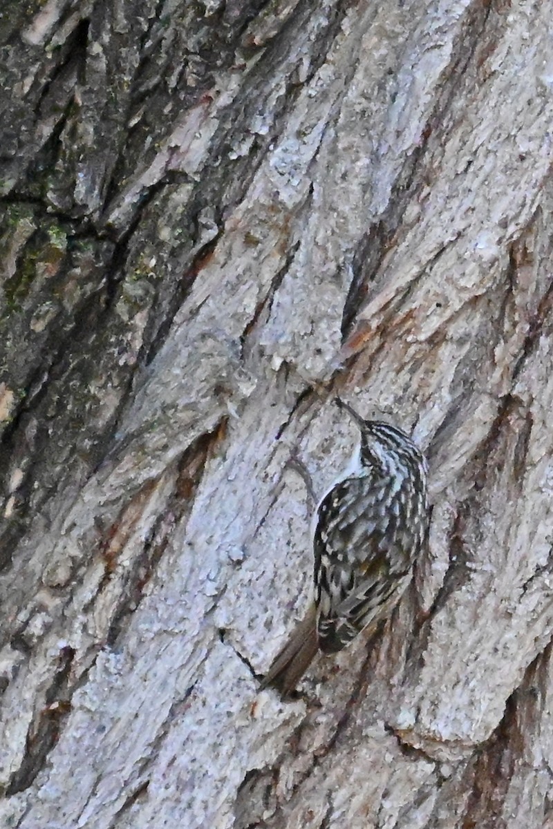 Brown Creeper - ML646476350