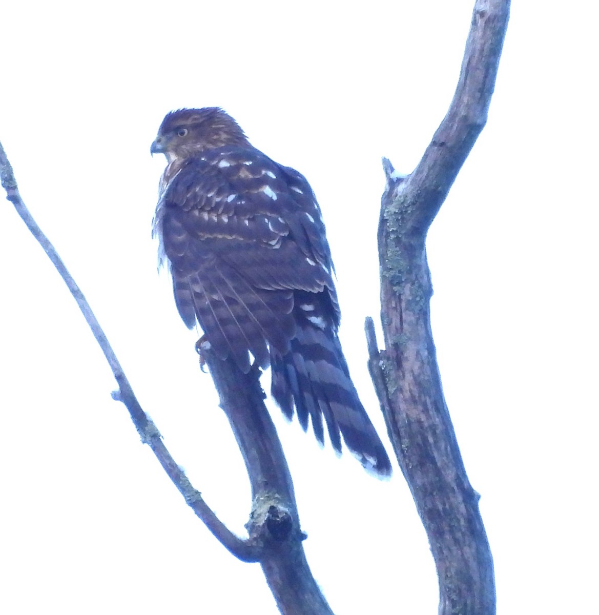 Cooper's Hawk - ML646476352