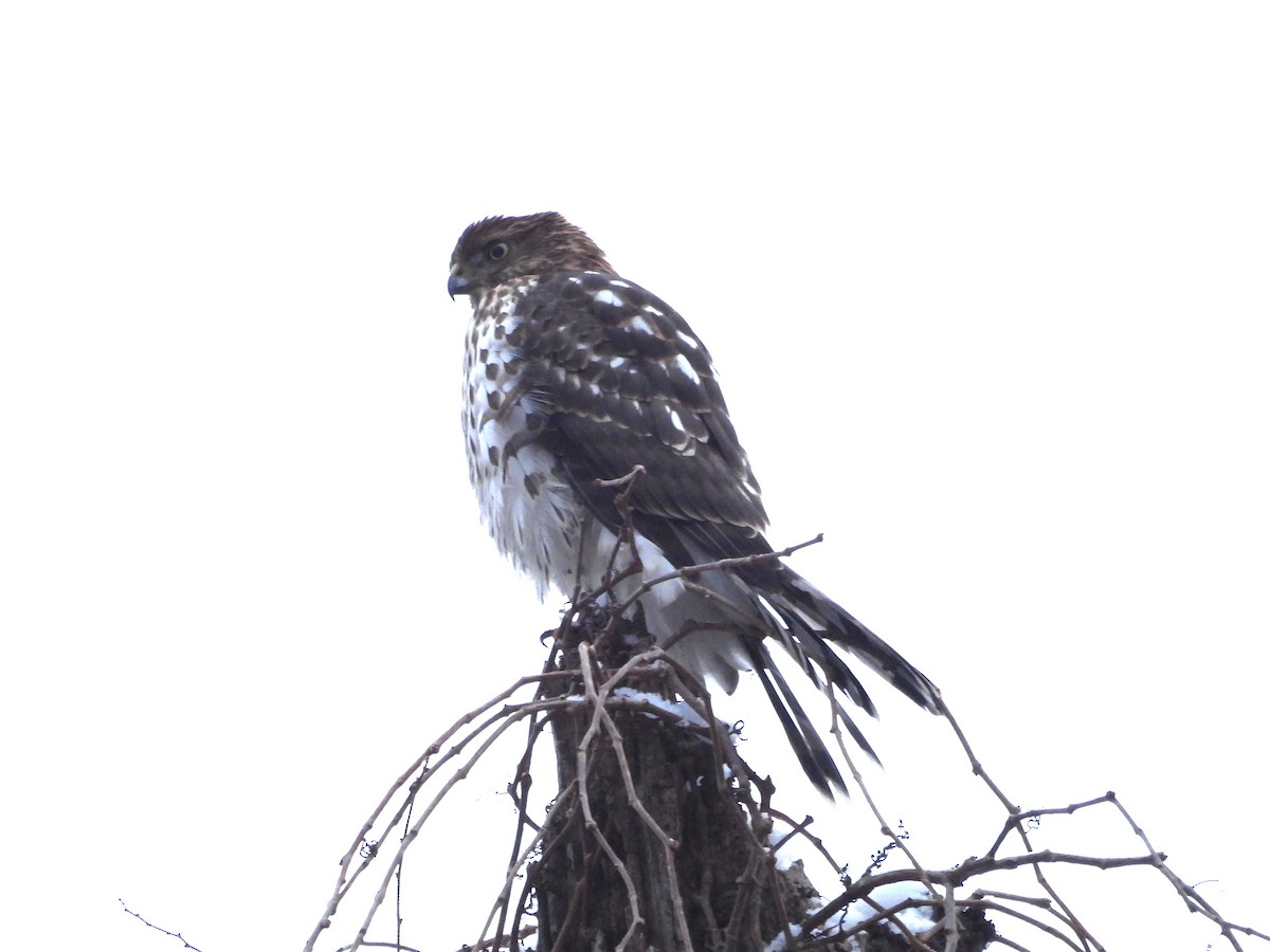 Cooper's Hawk - ML646476353