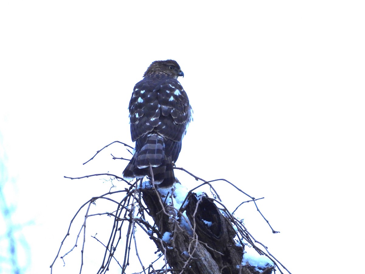 Cooper's Hawk - ML646476354