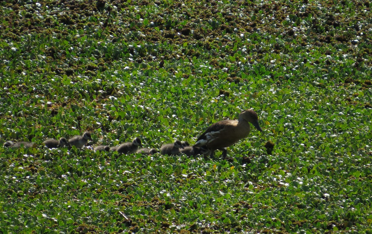 Fulvous Whistling-Duck - ML646476358