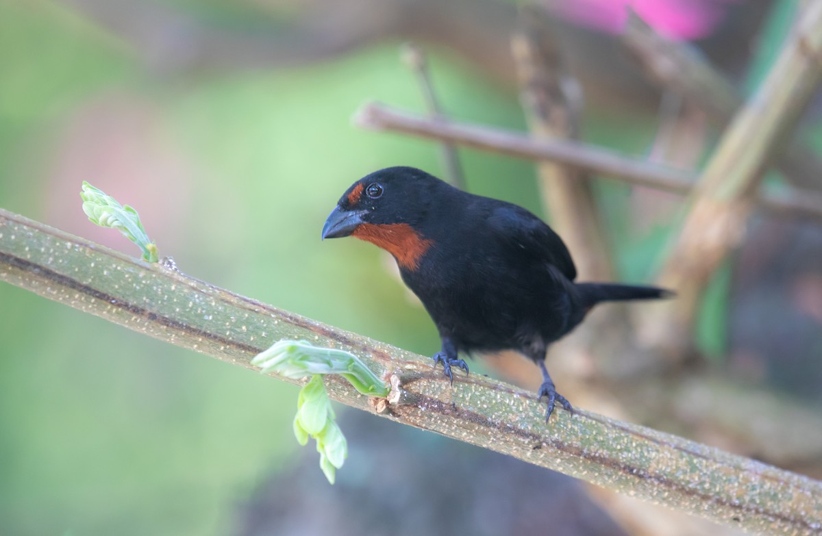 Lesser Antillean Bullfinch - ML646476359