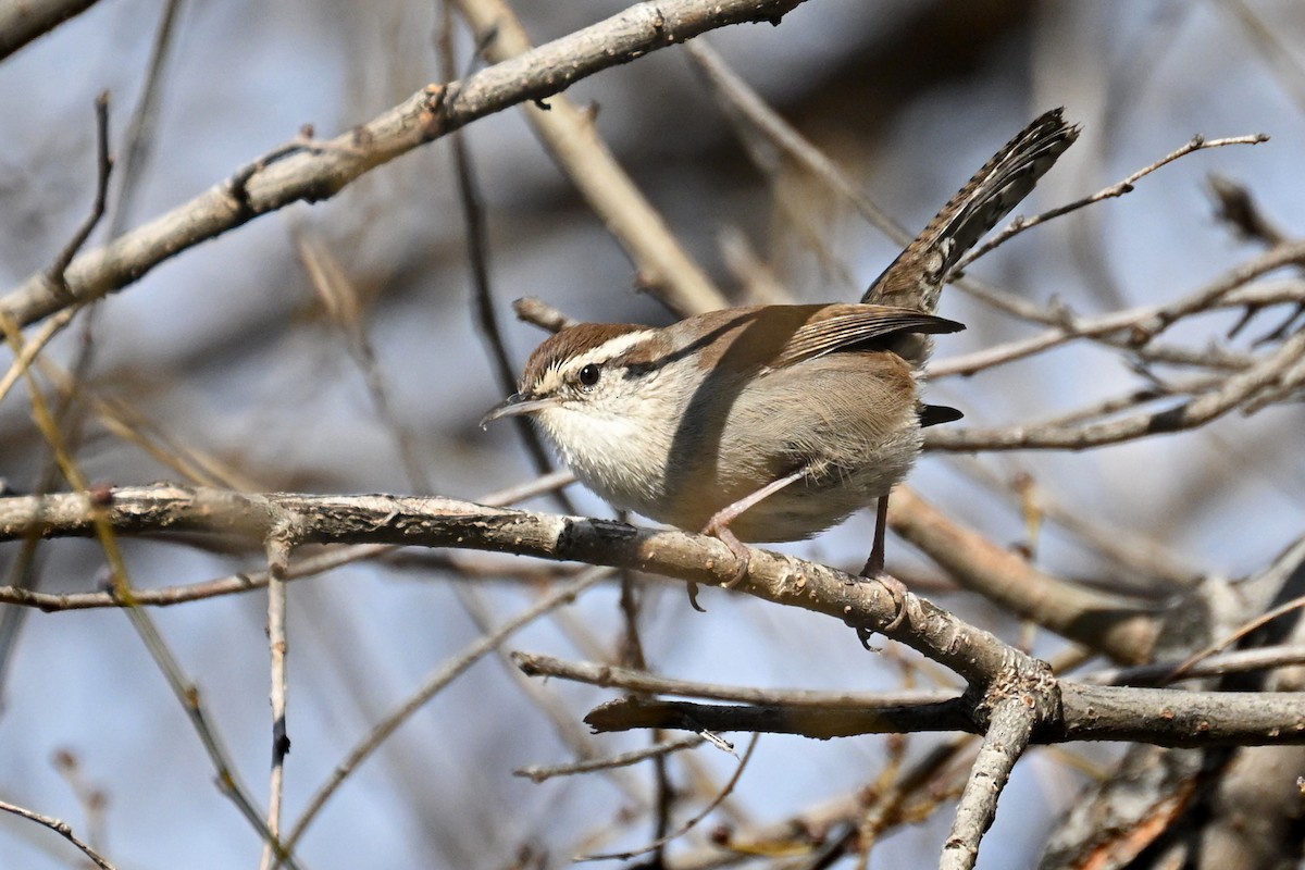 Підбуреник - ML646476360