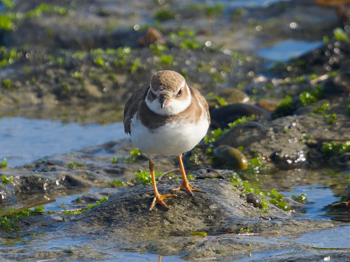 Semipalmated Plover - ML646476364
