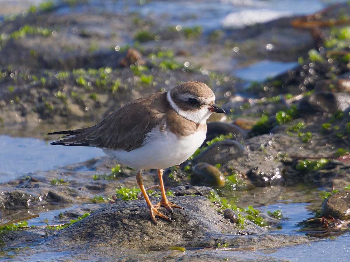 Semipalmated Plover - ML646476365
