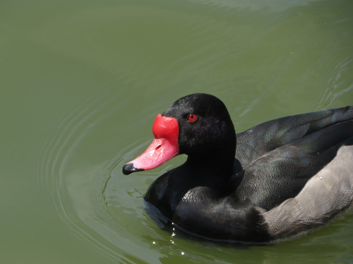 Rosy-billed Pochard - ML646476367