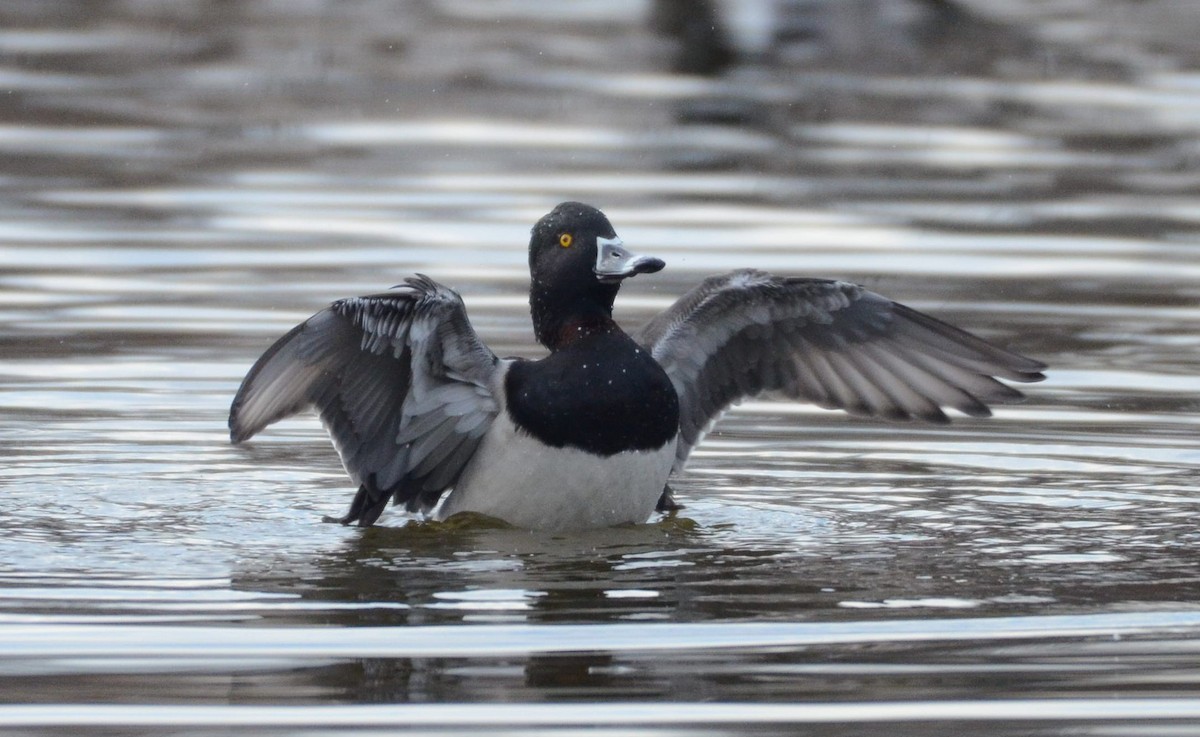 クビワキンクロ - ML646476368