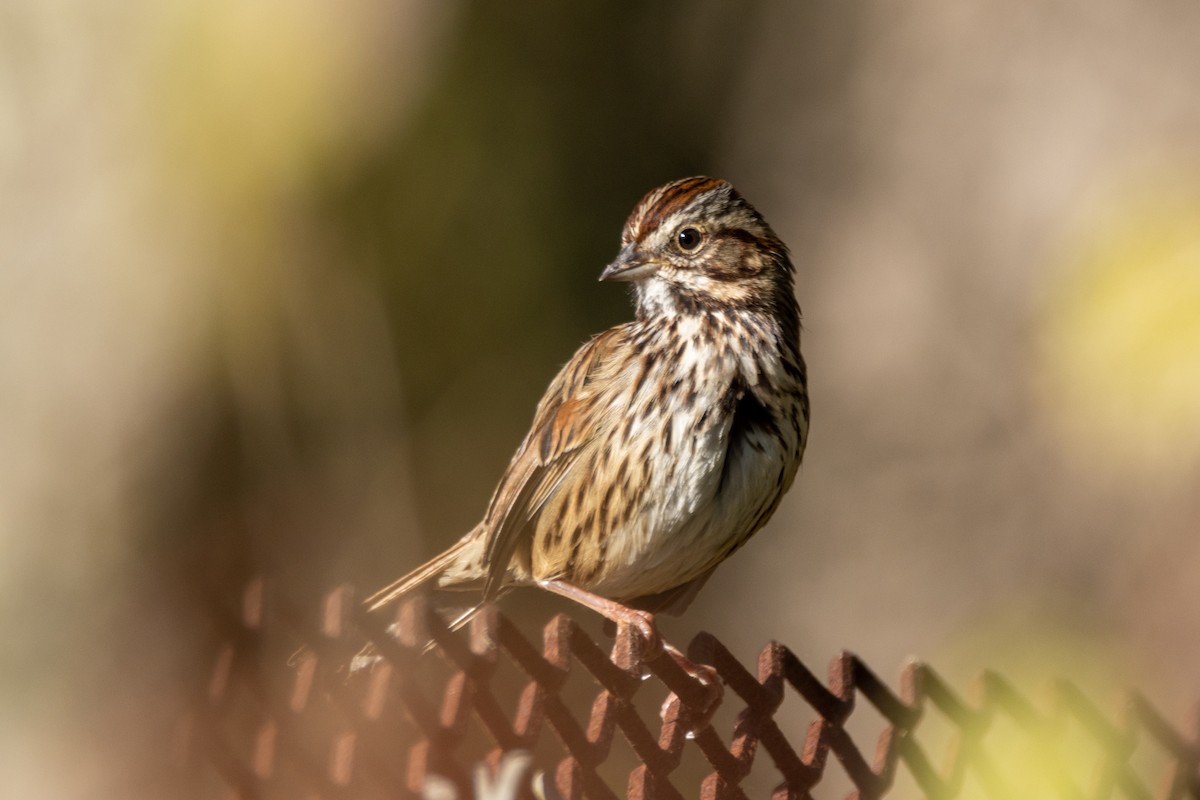 Song Sparrow - ML646476370