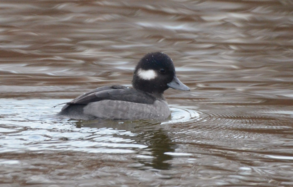 ヒメハジロ - ML646476373