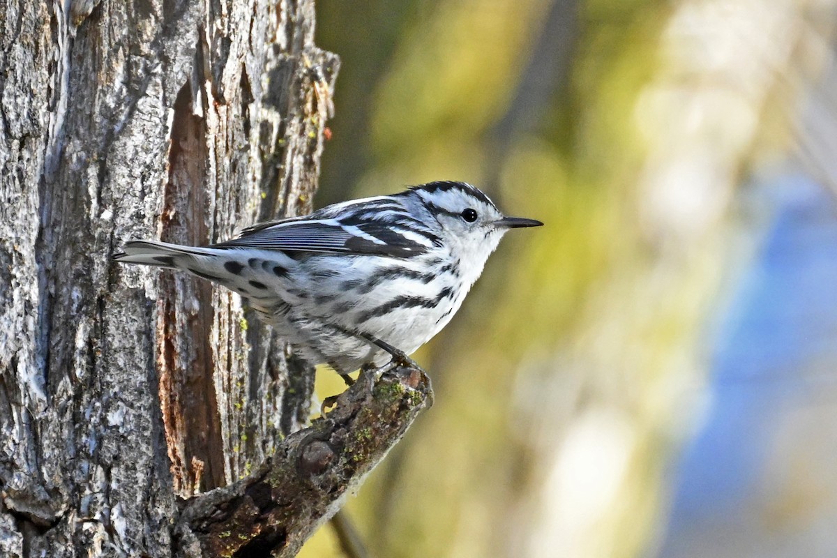 Black-and-white Warbler - ML646476379