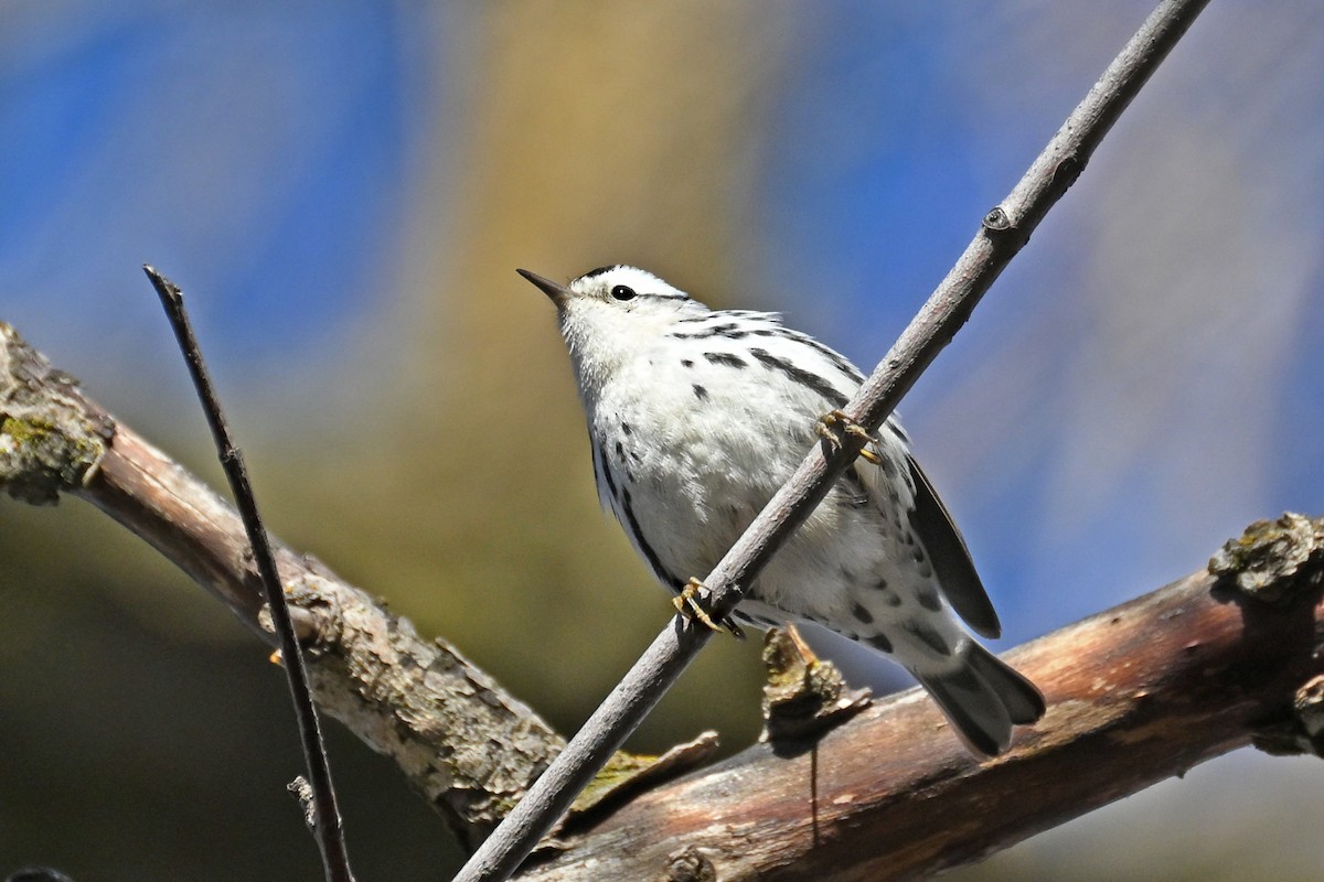 Black-and-white Warbler - ML646476380