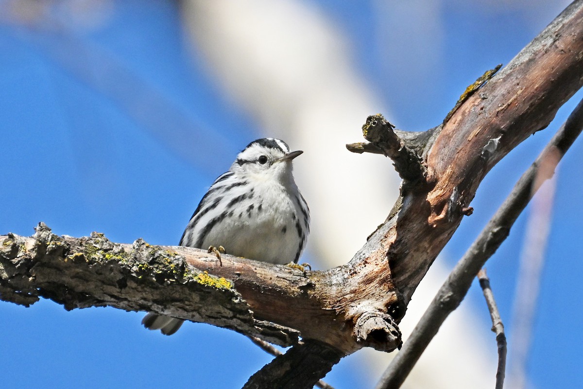 Black-and-white Warbler - ML646476381