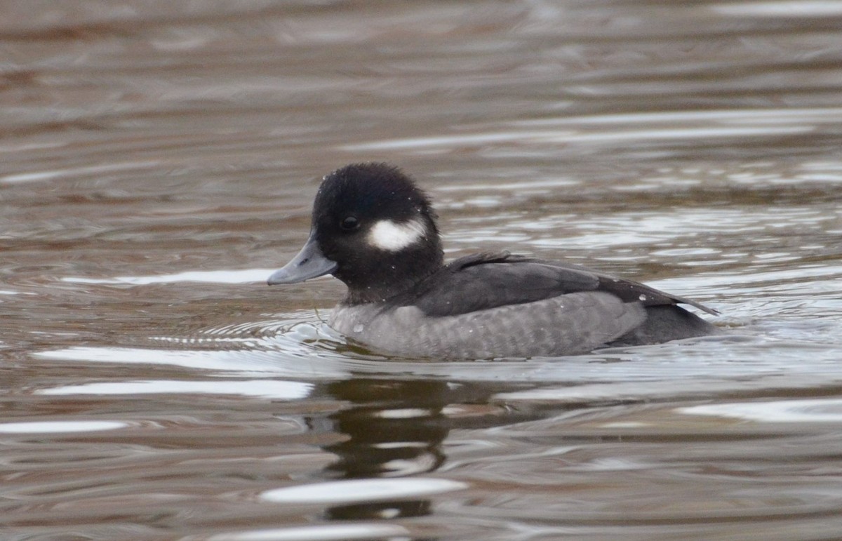 ヒメハジロ - ML646476382