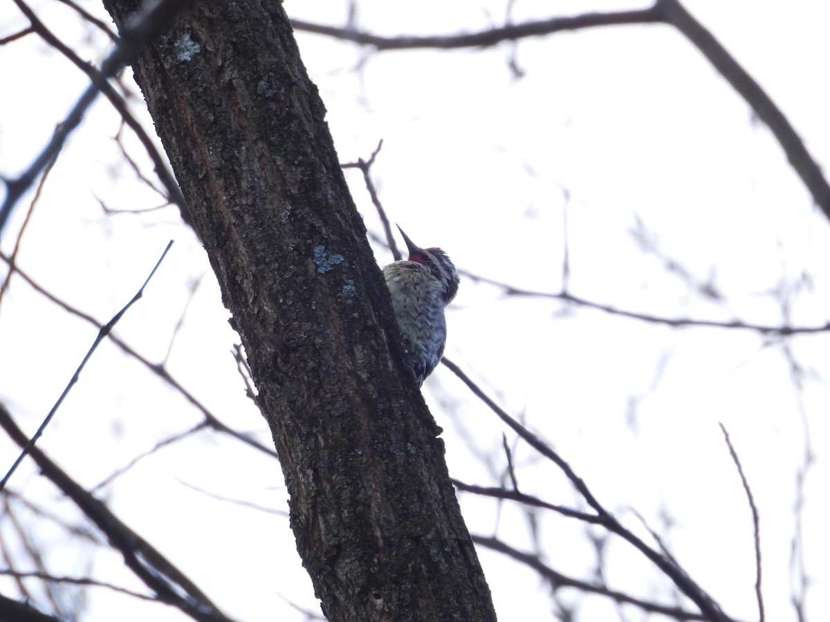 Yellow-bellied Sapsucker - ML646476383