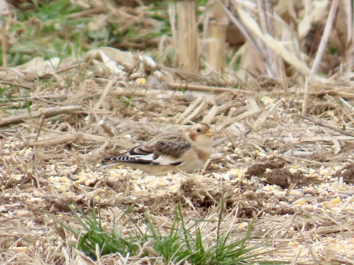 Snow Bunting - ML646476388