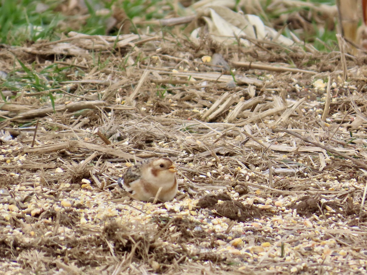 Snow Bunting - ML646476389
