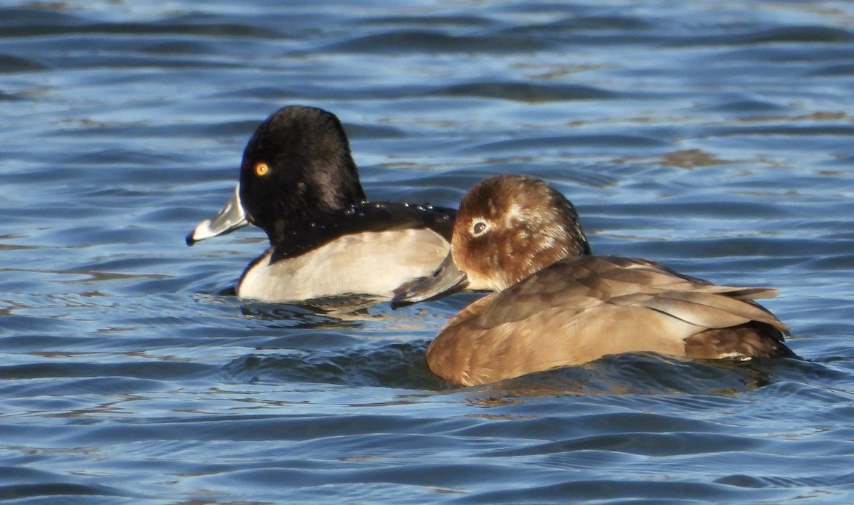 Ringschnabelente - ML646476392