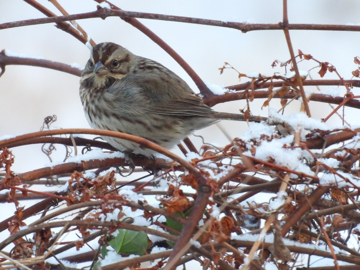 Song Sparrow - ML646476393