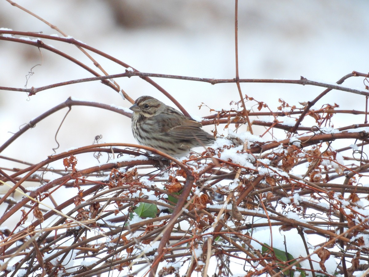 Song Sparrow - ML646476394