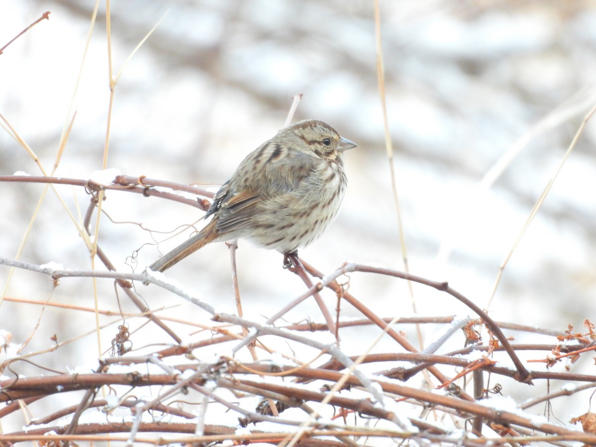 Song Sparrow - ML646476395