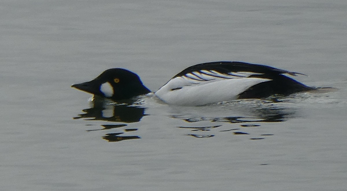 Common Goldeneye - ML646476396