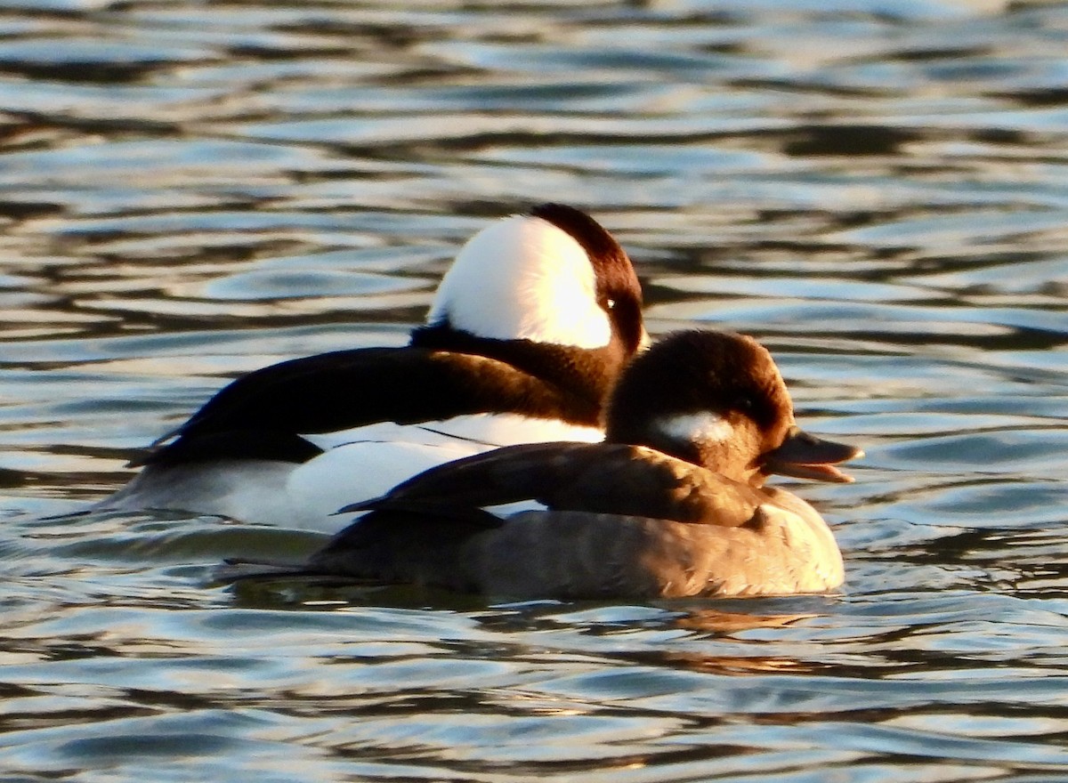 Büffelkopfente - ML646476401