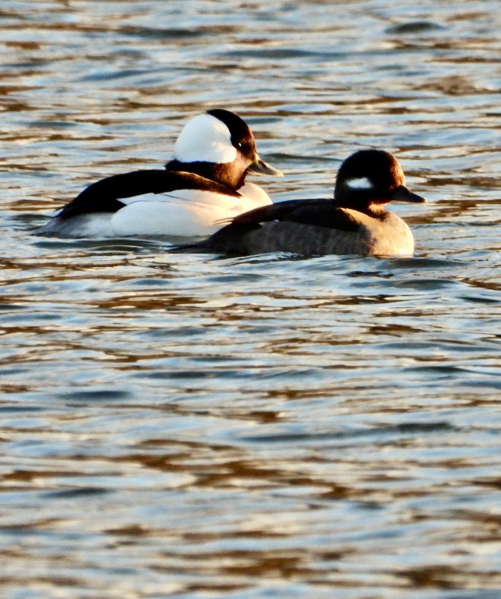 Büffelkopfente - ML646476402