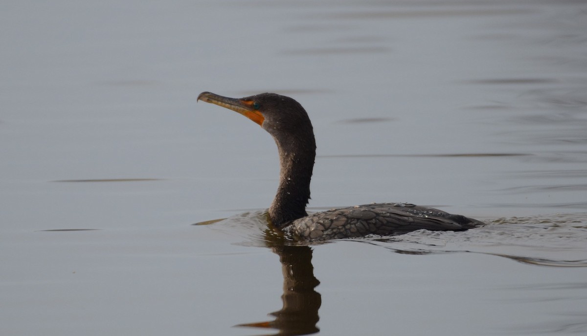 ミミヒメウ - ML646476403