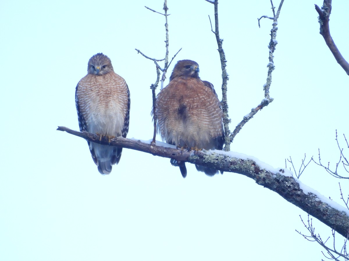 Red-shouldered Hawk - ML646476404