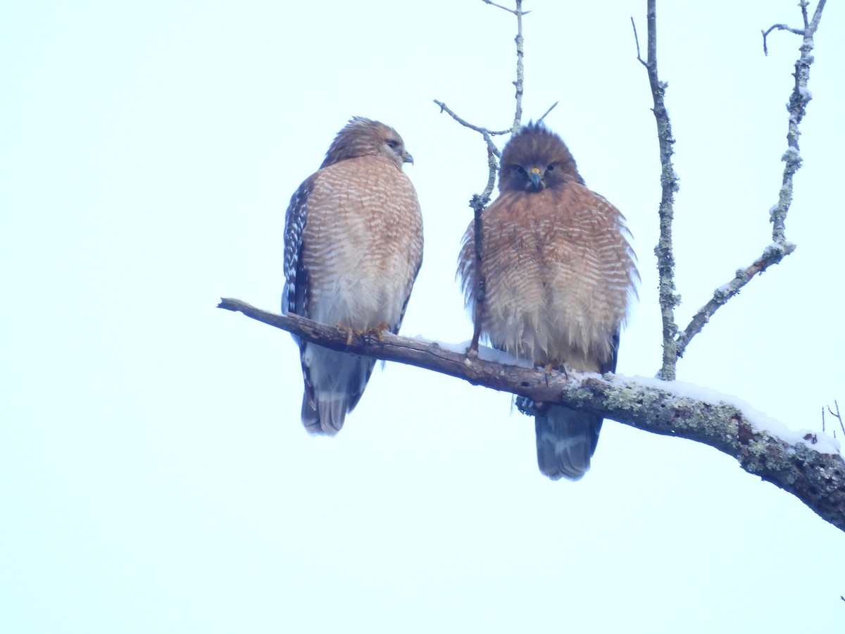 Red-shouldered Hawk - ML646476405