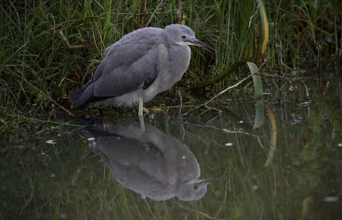 White-faced Heron - ML646476408