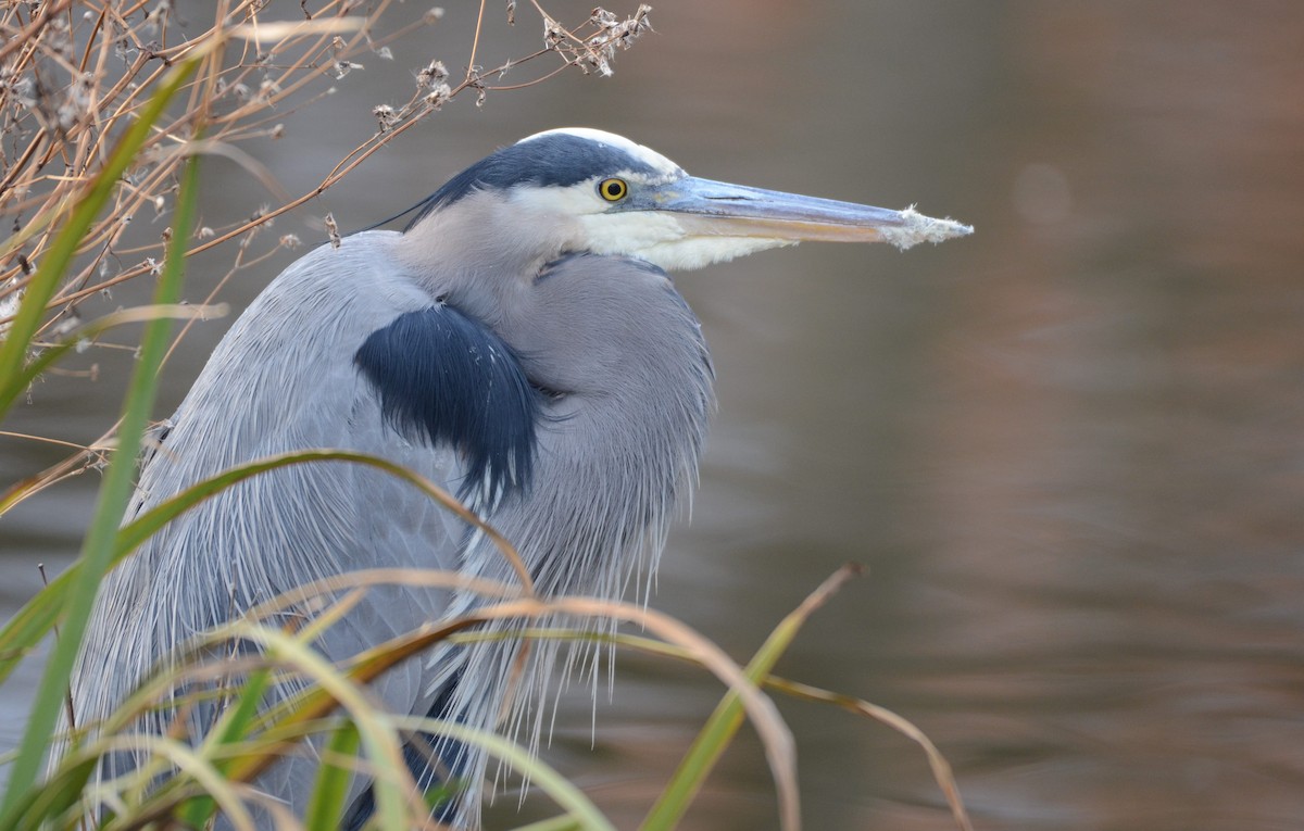 オオアオサギ - ML646476409