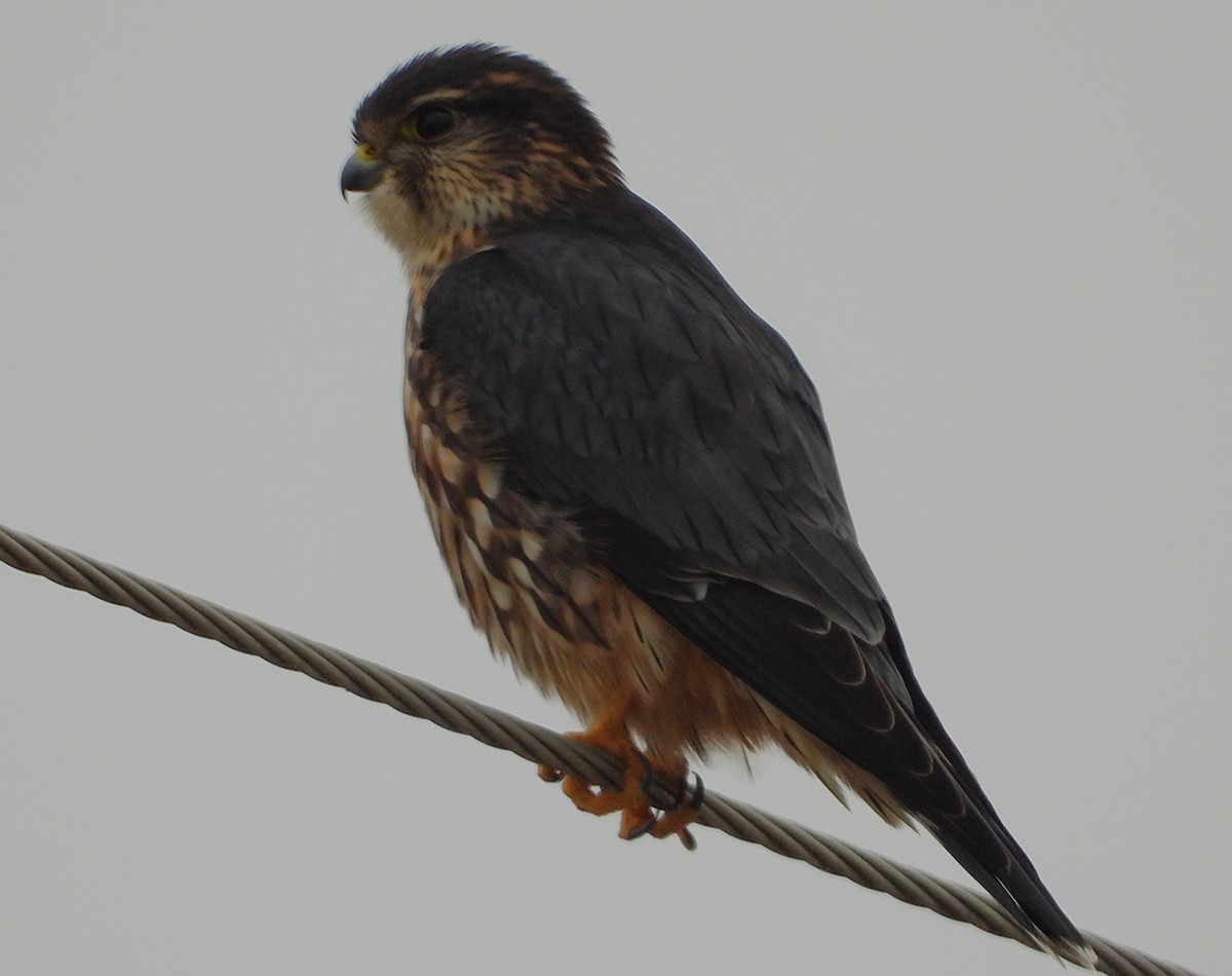 Підсоколик малий - ML646476410