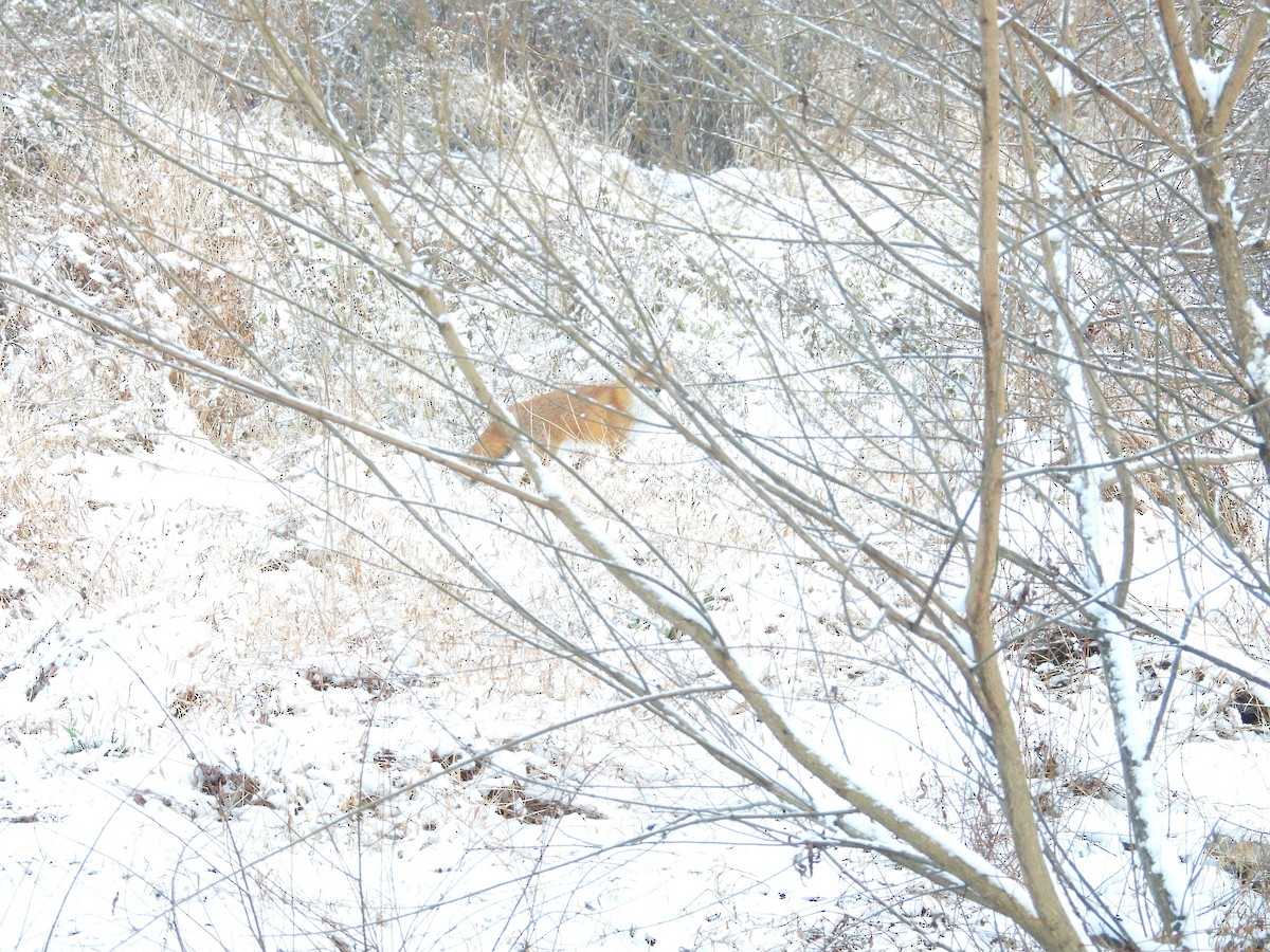 Animals - ML646476415