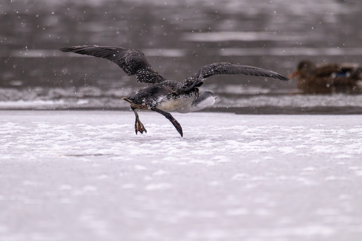 Red-throated Loon - ML646476417