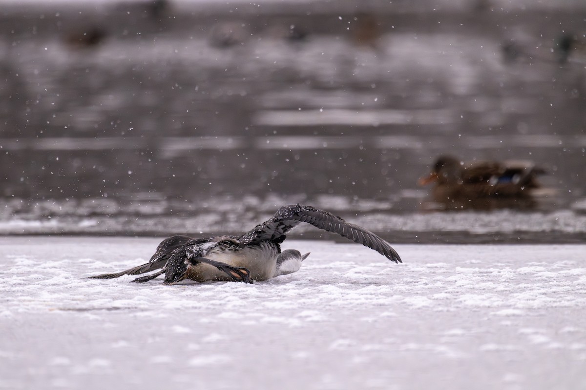 Red-throated Loon - ML646476418