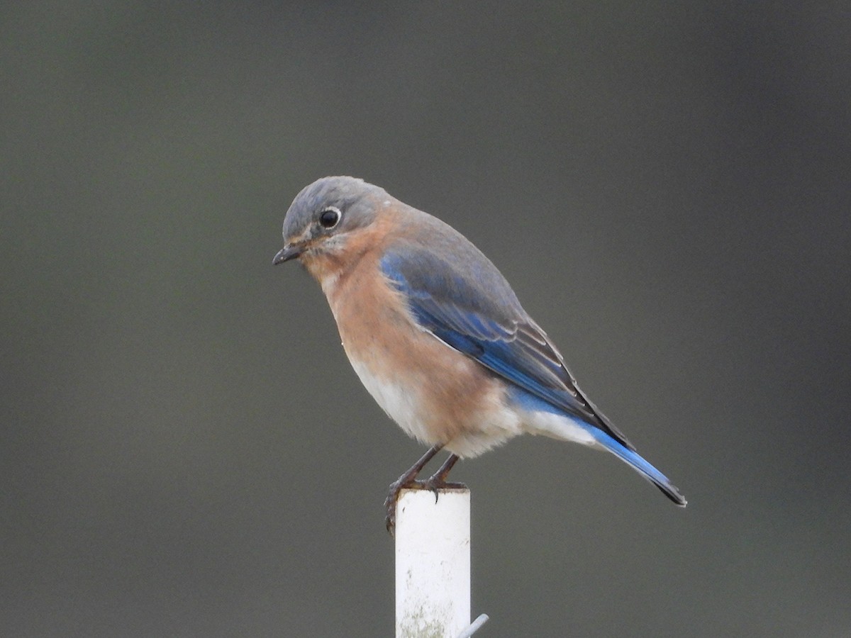 Eastern Bluebird - ML646476419