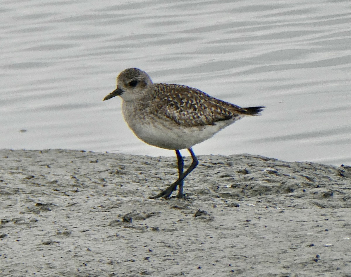Black-bellied Plover - ML646476422