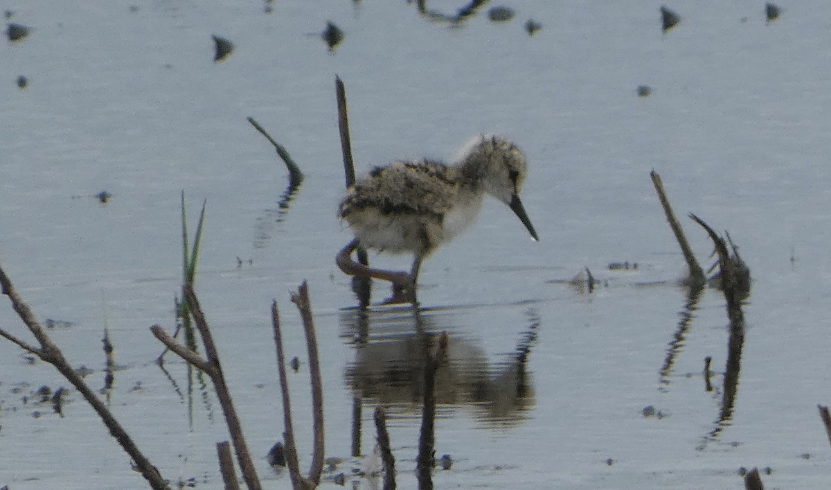 Échasse d'Australie - ML646476428