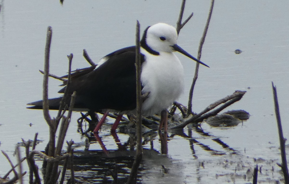 Échasse d'Australie - ML646476430