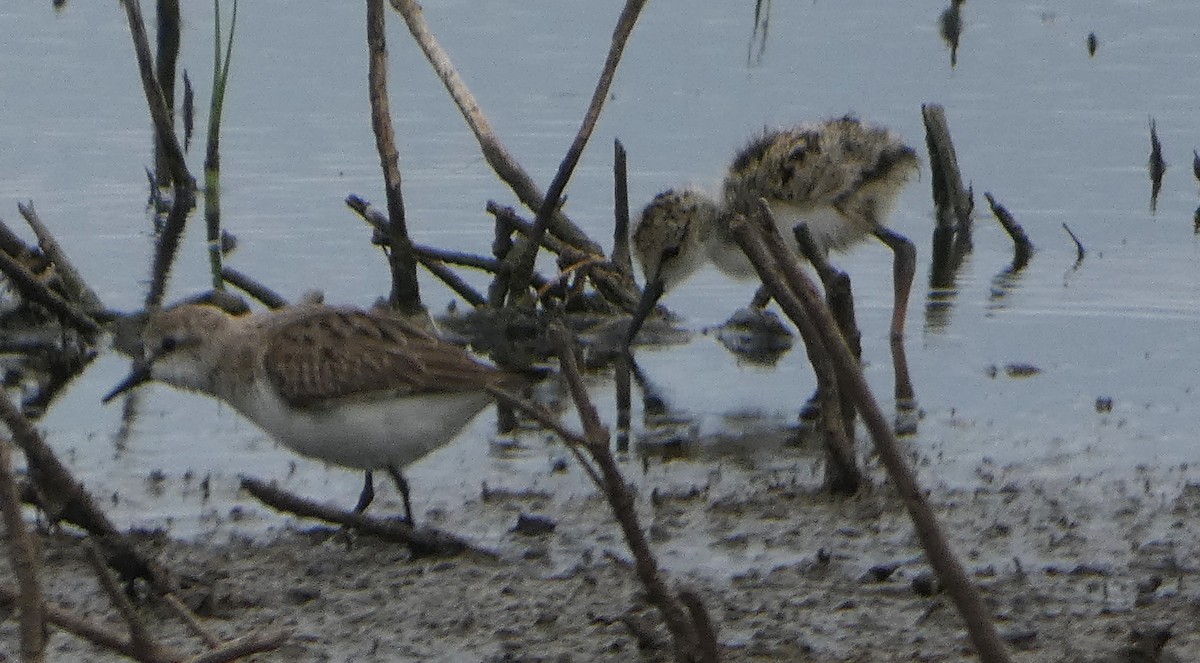 Échasse d'Australie - ML646476433