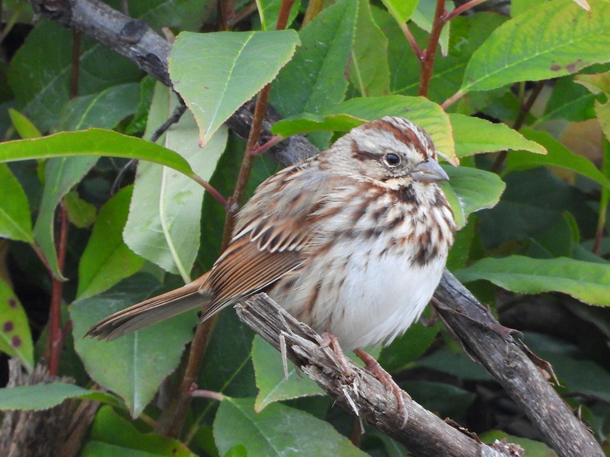 Song Sparrow - ML646476438