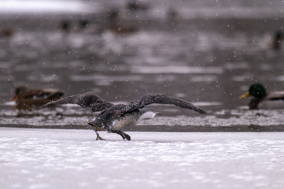 Red-throated Loon - ML646476439