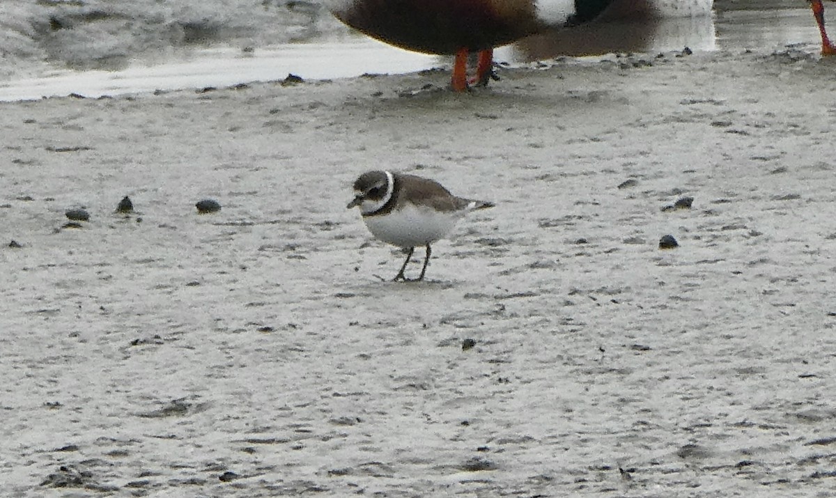 Semipalmated Plover - ML646476442